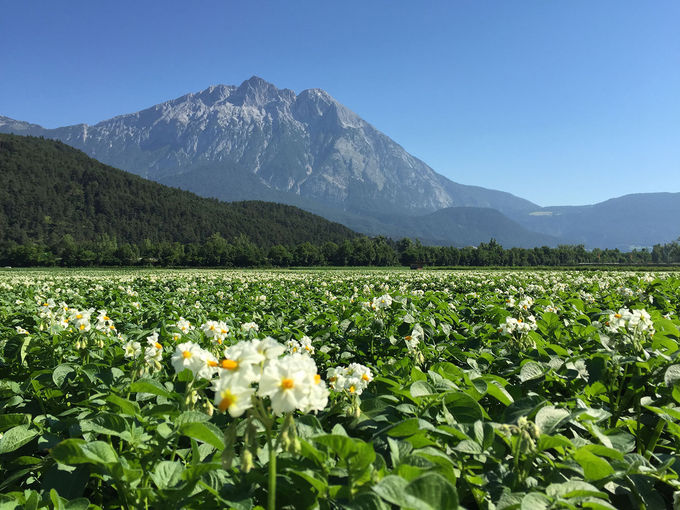 Feld mit blühende Kartoffelpflanzen