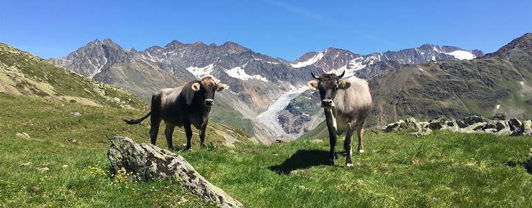 Rinder auf der Alm