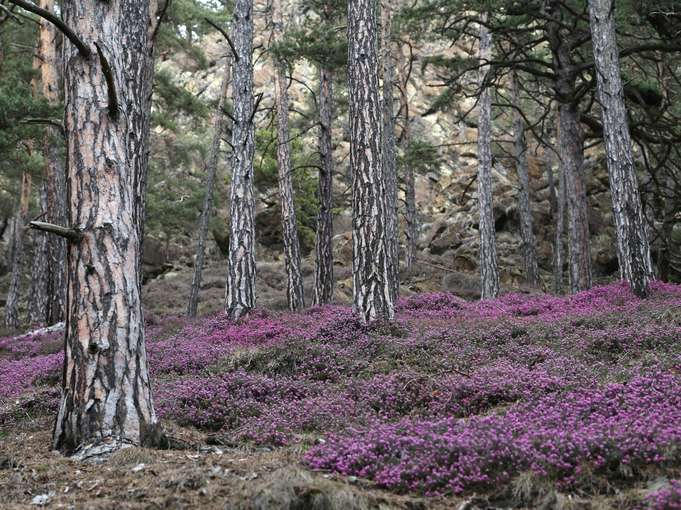Rotföhre: Baum des Jahres 2022 © W.R.Franz