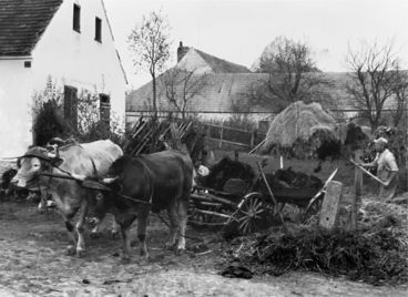 Ein Rückblick in Bildern auf 100 Jahre Landwirtschaftskammer Niederösterreich © Archiv