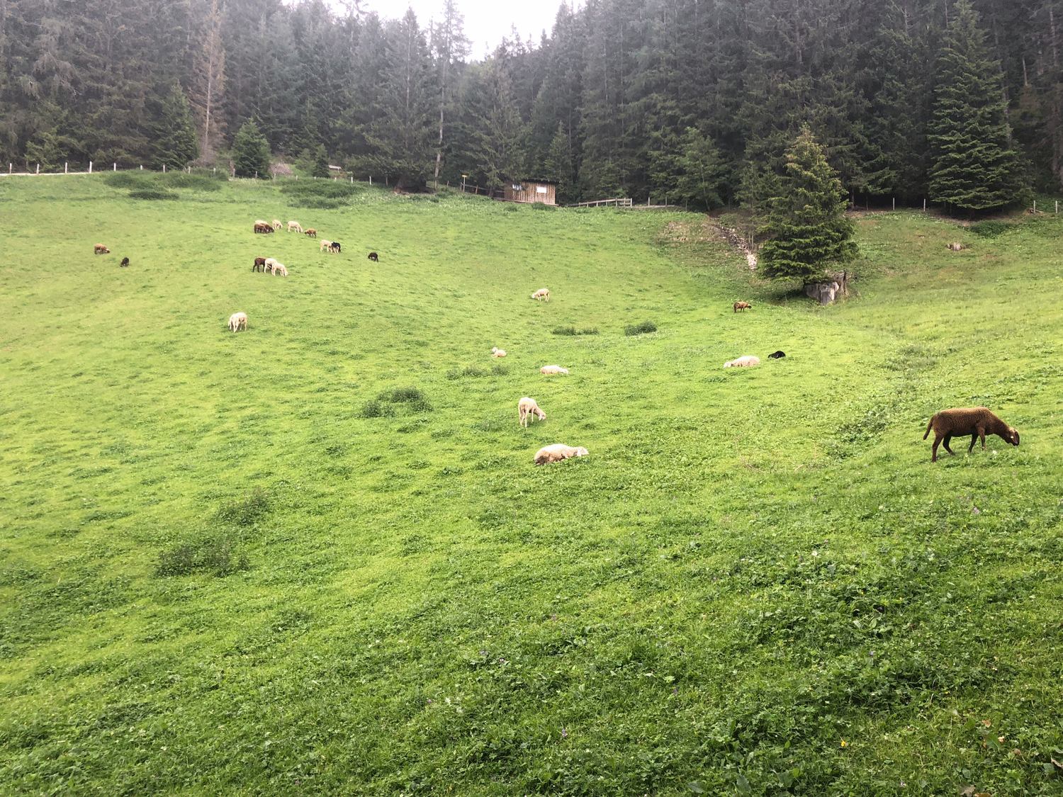 Schafe auf der Weide © Lukas Peer Schafe auf der Weide © Lukas Peer