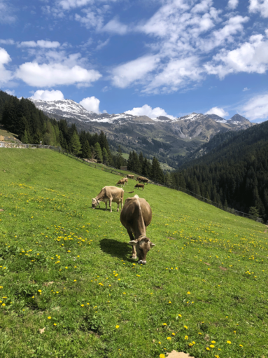 Kuh auf der Weide © Lukas Peer
