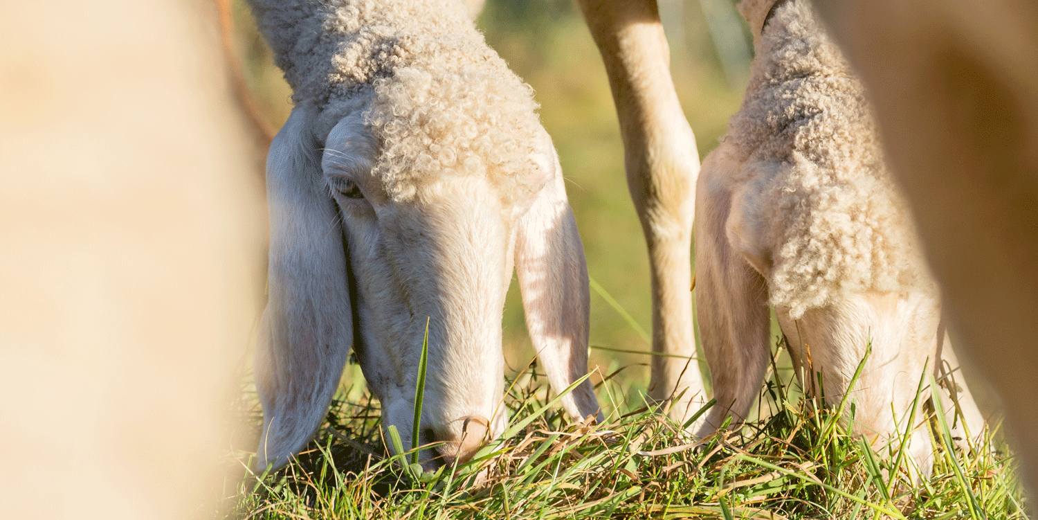 Schafe auf der Weide © Michaela Kölle Schafe auf der Weide © Michaela Kölle