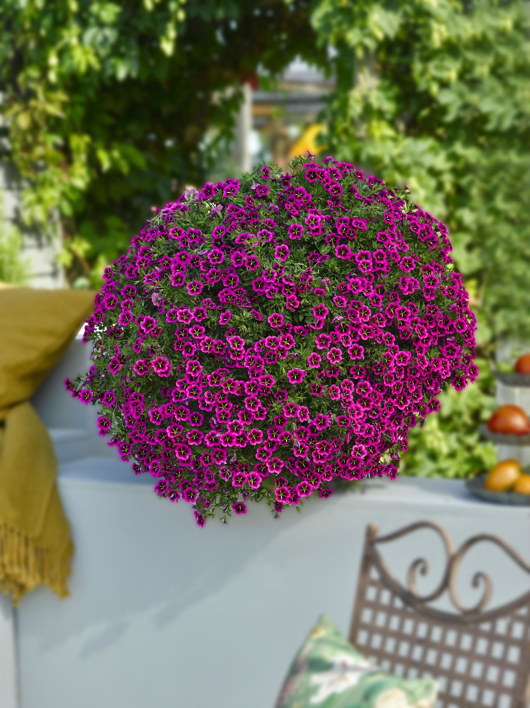 Frida Fröhlich, Blume des Jahres, Solitär.jpg