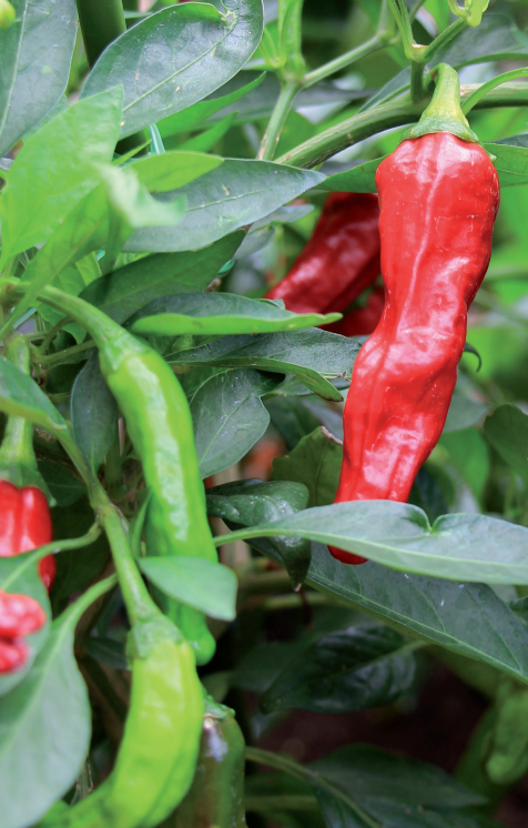 paprika des jahres.png © KK paprika des jahres.png © KK