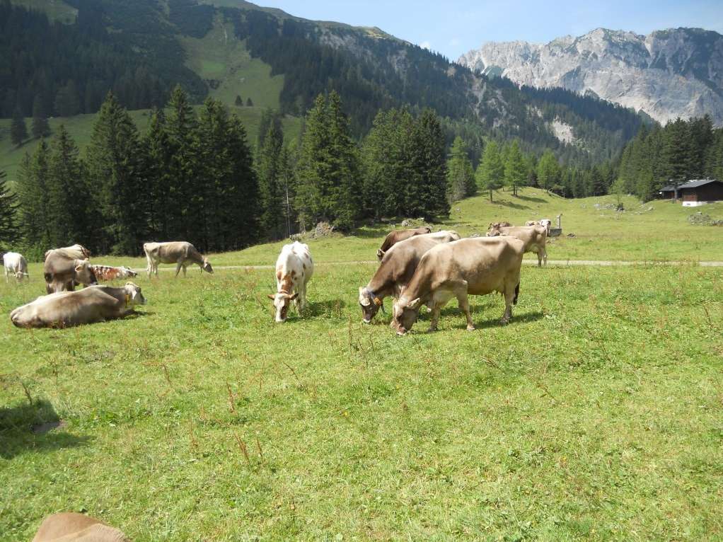 Kühe auf Alpe(c) LK Vbg (Mittel).jpg © LK Vbg. Kühe auf Alpe(c) LK Vbg (Mittel).jpg © LK Vbg.