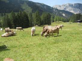 Kühe auf Alpe(c) LK Vbg (Mittel).jpg