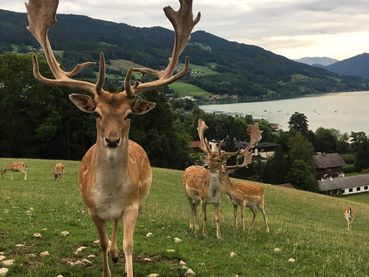 Damwild_Grünland_Alternative.jpg © H.-P. Pfeffer