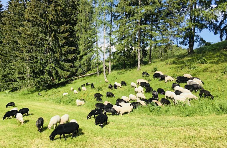 SAchafe IMG_1409.jpg © SZZV Kärnten SAchafe IMG_1409.jpg © SZZV Kärnten