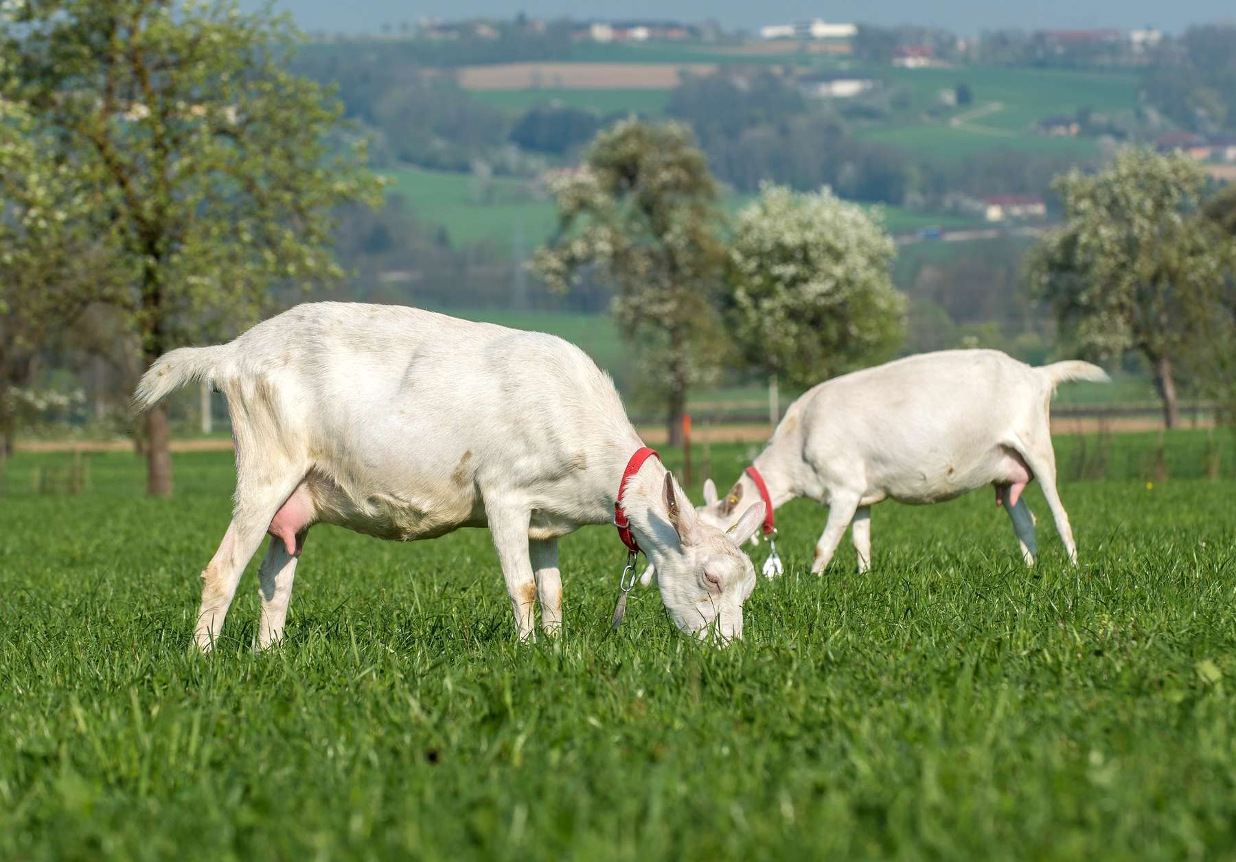 Ziegen.jpg © SZZV Kärnten Ziegen.jpg © SZZV Kärnten