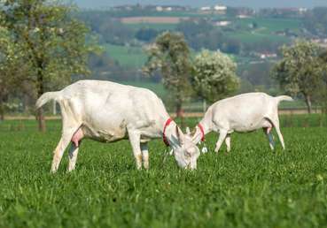 Ziegen.jpg © SZZV Kärnten Ziegen.jpg © SZZV Kärnten