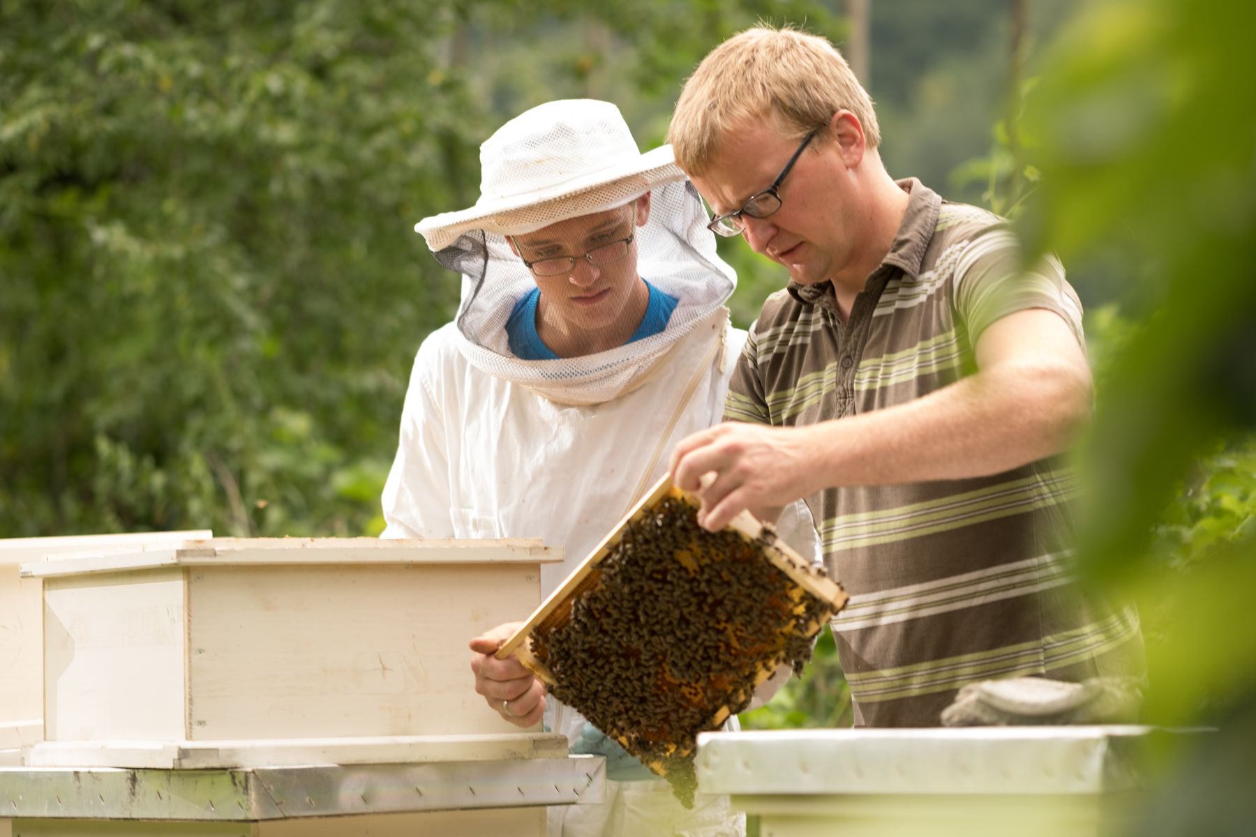Bienenwirtschaft.jpg © BLFA Bienenwirtschaft.jpg © BLFA