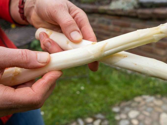 Spargel © LK-Stmk/Alexander Danner