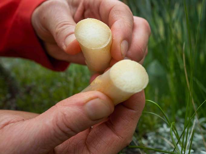 Spargel © LK-Stmk/Alexander Danner