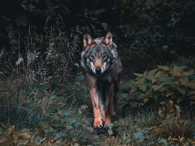 Wolf © Unsplash