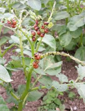 Kartoffelkäfer-Altlarven.jpg Kartoffelkäfer-Altlarven.jpg