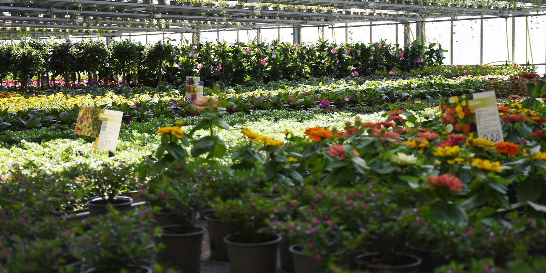 blumenmeer-gartenbau-mozelt-lk-burgenland-kaiser.jpg © Kaiser/LK Burgenland blumenmeer-gartenbau-mozelt-lk-burgenland-kaiser.jpg © Kaiser/LK Burgenland