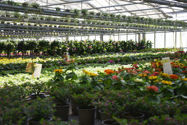 blumenmeer-gartenbau-mozelt-lk-burgenland-kaiser.jpg © Kaiser/LK Burgenland
