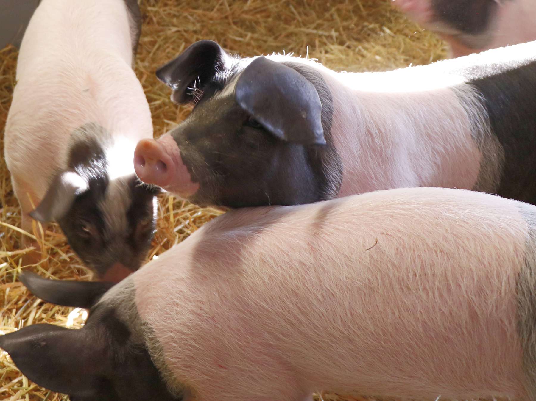 Verlustersatz für  Legehennen und Schweine beantragen.jpg © Kronreif Verlustersatz für  Legehennen und Schweine beantragen.jpg © Kronreif