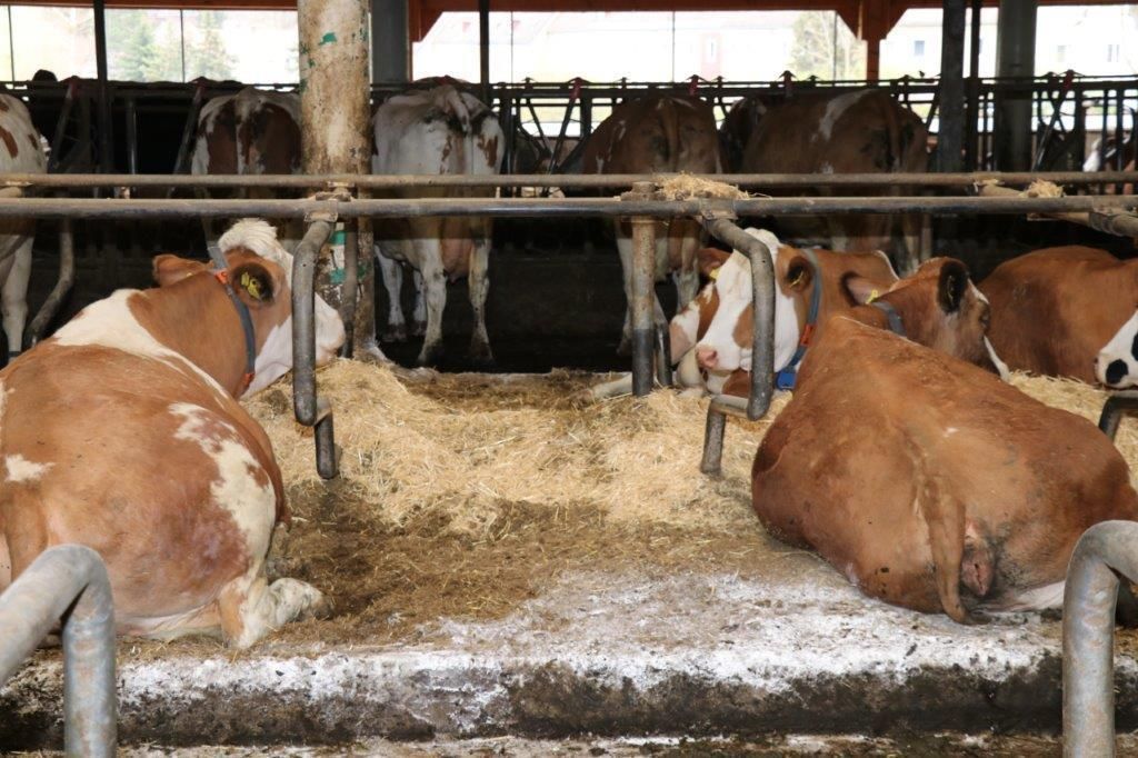 Einblicke in den Grünlandtag 2022 im Bezirk Lilienfeld © Paula Pöchlauer-Kozel/LK Niederösterreich Einblicke in den Grünlandtag 2022 im Bezirk Lilienfeld © Paula Pöchlauer-Kozel/LK Niederösterreich