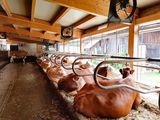 Tipps gegen Hitzestress im Kuhstall © Marco Horn/LK Niederösterreich