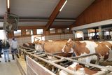 Tipps gegen Hitzestress im Kuhstall © Marco Horn/LK Niederösterreich