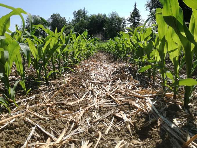 Mais_Mulch_6_tw_(Kopie).jpg © BWSB/Wallner Mais_Mulch_6_tw_(Kopie).jpg © BWSB/Wallner