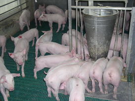 Ferkelgruppe (2).jpg Ferkelgruppe (2).jpg