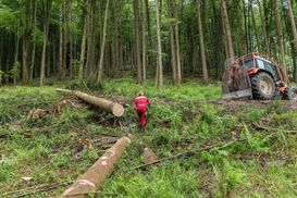 Haftungsfragen im Zusammenhang mit der Waldbewirtschaftung sind im Forstgesetz geregelt..jpg Haftungsfragen im Zusammenhang mit der Waldbewirtschaftung sind im Forstgesetz geregelt..jpg