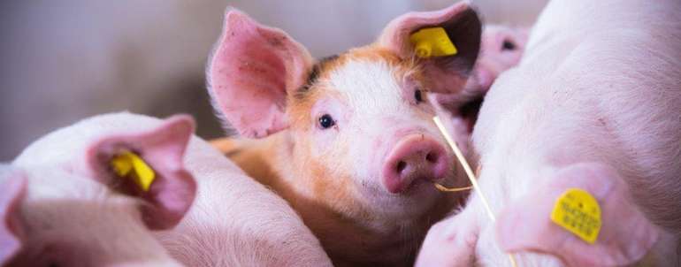 Schweine im Stall.jpg © Spar/Johannes Brunnbauer Schweine im Stall.jpg © Spar/Johannes Brunnbauer