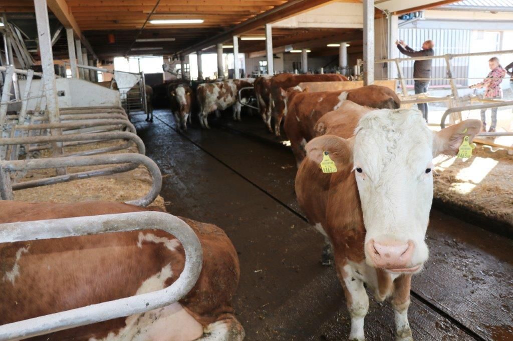 Am Tag des ersten Lockdowns, am 14. März 2020, starteten Raimund und Maria Helm mit dem Stallzubau. Im November 2020 sind die Kühe eingezogen. Hier ein Making-of. © Paula Pöchlauer-Kozel/LK Niederösterreich Am Tag des ersten Lockdowns, am 14. März 2020, starteten Raimund und Maria Helm mit dem Stallzubau. Im November 2020 sind die Kühe eingezogen. Hier ein Making-of. © Paula Pöchlauer-Kozel/LK Niederösterreich