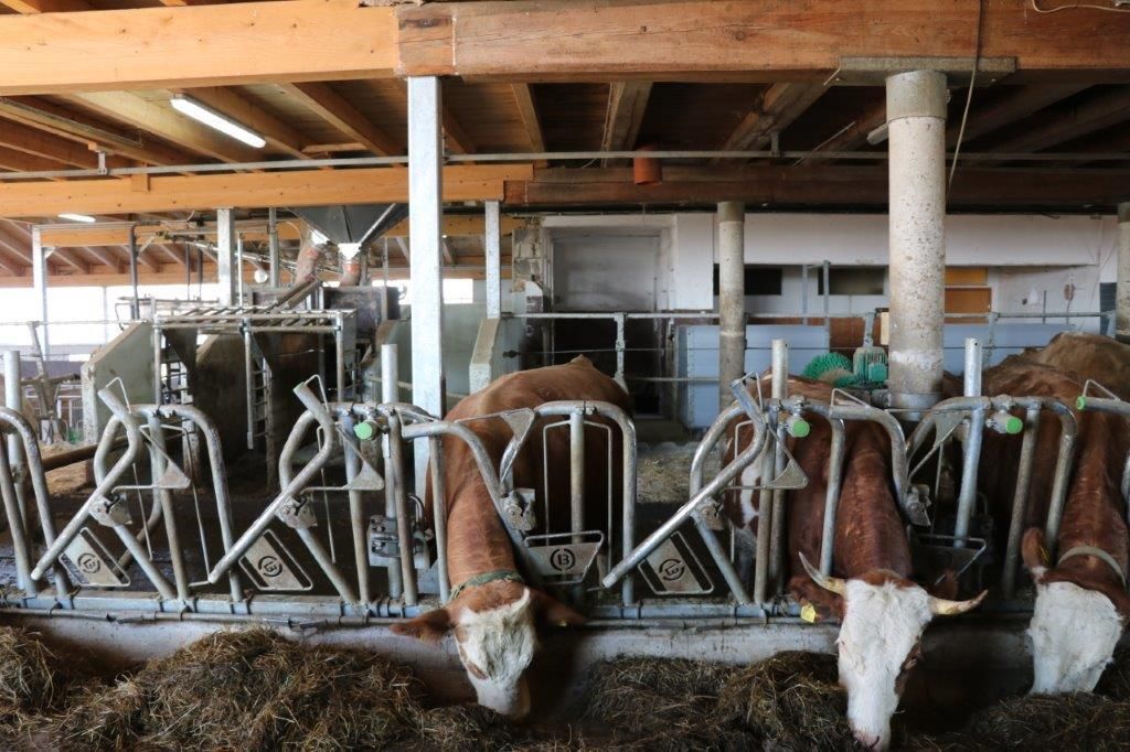 Am Tag des ersten Lockdowns, am 14. März 2020, starteten Raimund und Maria Helm mit dem Stallzubau. Im November 2020 sind die Kühe eingezogen. Hier ein Making-of. © Paula Pöchlauer-Kozel/LK Niederösterreich Am Tag des ersten Lockdowns, am 14. März 2020, starteten Raimund und Maria Helm mit dem Stallzubau. Im November 2020 sind die Kühe eingezogen. Hier ein Making-of. © Paula Pöchlauer-Kozel/LK Niederösterreich