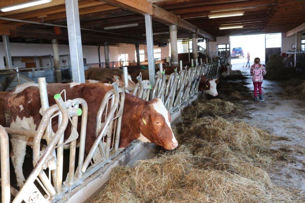 Am Tag des ersten Lockdowns, am 14. März 2020, starteten Raimund und Maria Helm mit dem Stallzubau. Im November 2020 sind die Kühe eingezogen. Hier ein Making-of. © Paula Pöchlauer-Kozel/LK Niederösterreich Am Tag des ersten Lockdowns, am 14. März 2020, starteten Raimund und Maria Helm mit dem Stallzubau. Im November 2020 sind die Kühe eingezogen. Hier ein Making-of. © Paula Pöchlauer-Kozel/LK Niederösterreich