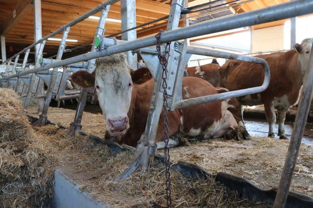 Am Tag des ersten Lockdowns, am 14. März 2020, starteten Raimund und Maria Helm mit dem Stallzubau. Im November 2020 sind die Kühe eingezogen. Hier ein Making-of. © Paula Pöchlauer-Kozel/LK Niederösterreich Am Tag des ersten Lockdowns, am 14. März 2020, starteten Raimund und Maria Helm mit dem Stallzubau. Im November 2020 sind die Kühe eingezogen. Hier ein Making-of. © Paula Pöchlauer-Kozel/LK Niederösterreich