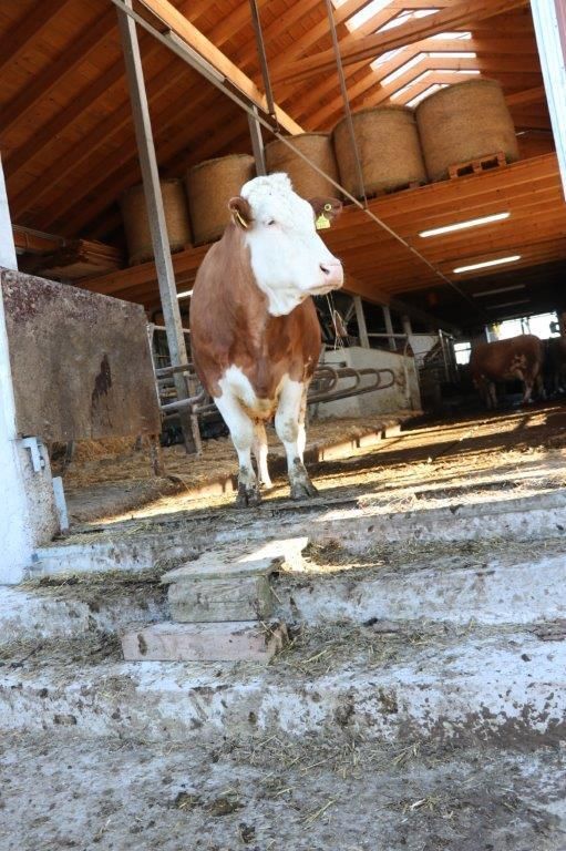 Am Tag des ersten Lockdowns, am 14. März 2020, starteten Raimund und Maria Helm mit dem Stallzubau. Im November 2020 sind die Kühe eingezogen. Hier ein Making-of. © Paula Pöchlauer-Kozel/LK Niederösterreich Am Tag des ersten Lockdowns, am 14. März 2020, starteten Raimund und Maria Helm mit dem Stallzubau. Im November 2020 sind die Kühe eingezogen. Hier ein Making-of. © Paula Pöchlauer-Kozel/LK Niederösterreich