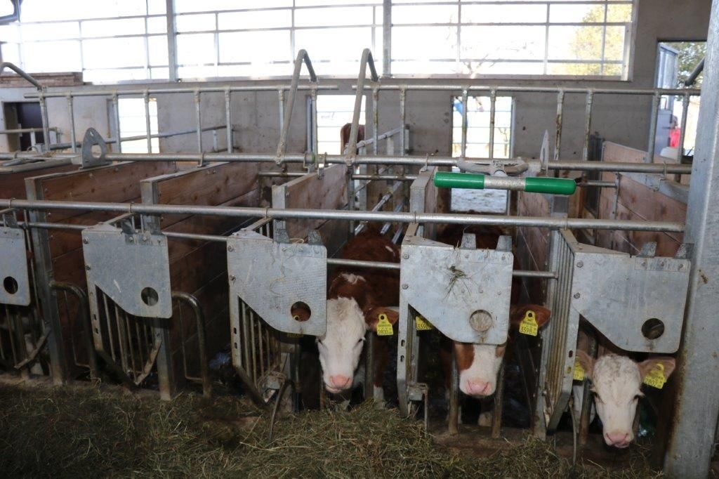 Am Tag des ersten Lockdowns, am 14. März 2020, starteten Raimund und Maria Helm mit dem Stallzubau. Im November 2020 sind die Kühe eingezogen. Hier ein Making-of. © Paula Pöchlauer-Kozel/LK Niederösterreich Am Tag des ersten Lockdowns, am 14. März 2020, starteten Raimund und Maria Helm mit dem Stallzubau. Im November 2020 sind die Kühe eingezogen. Hier ein Making-of. © Paula Pöchlauer-Kozel/LK Niederösterreich