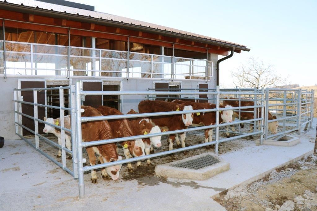 Am Tag des ersten Lockdowns, am 14. März 2020, starteten Raimund und Maria Helm mit dem Stallzubau. Im November 2020 sind die Kühe eingezogen. Hier ein Making-of.
