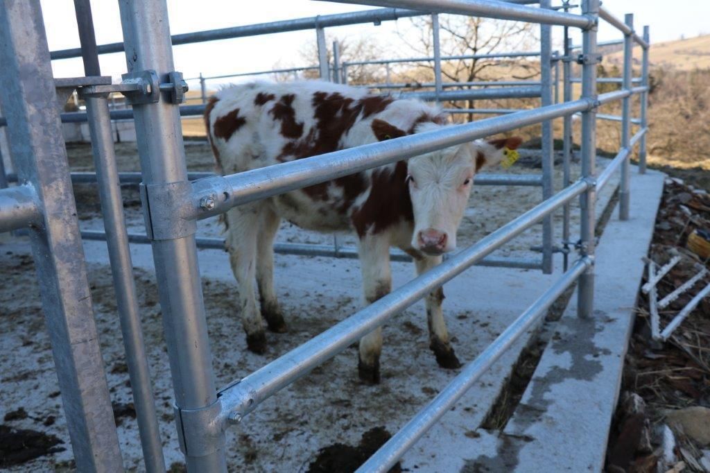 Am Tag des ersten Lockdowns, am 14. März 2020, starteten Raimund und Maria Helm mit dem Stallzubau. Im November 2020 sind die Kühe eingezogen. Hier ein Making-of. © Paula Pöchlauer-Kozel/LK Niederösterreich Am Tag des ersten Lockdowns, am 14. März 2020, starteten Raimund und Maria Helm mit dem Stallzubau. Im November 2020 sind die Kühe eingezogen. Hier ein Making-of. © Paula Pöchlauer-Kozel/LK Niederösterreich