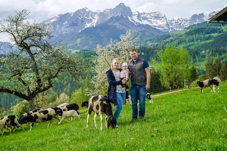 Ein Auge für das Gescheckte Bergschaf – Kronreif/Laireiter in Pfarrwerfen.jpg © Kronreif