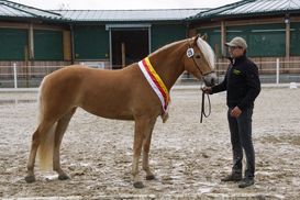 1. Landesreservesiegerin Thorina von Manfred Haflinger-min.jpg 1. Landesreservesiegerin Thorina von Manfred Haflinger-min.jpg