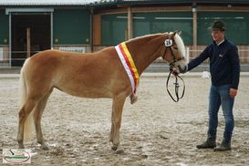 2. Landesreservesiegerin Haflinger-min.jpg 2. Landesreservesiegerin Haflinger-min.jpg