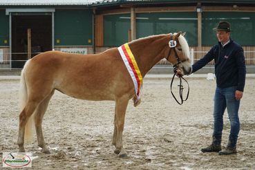 2. Landesreservesiegerin Haflinger-min.jpg © LK Kärnten/Stefanie Wuzella