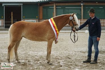 2. Landesreservesiegerin Haflinger-min.jpg © LK Kärnten/Stefanie Wuzella 2. Landesreservesiegerin Haflinger-min.jpg © LK Kärnten/Stefanie Wuzella