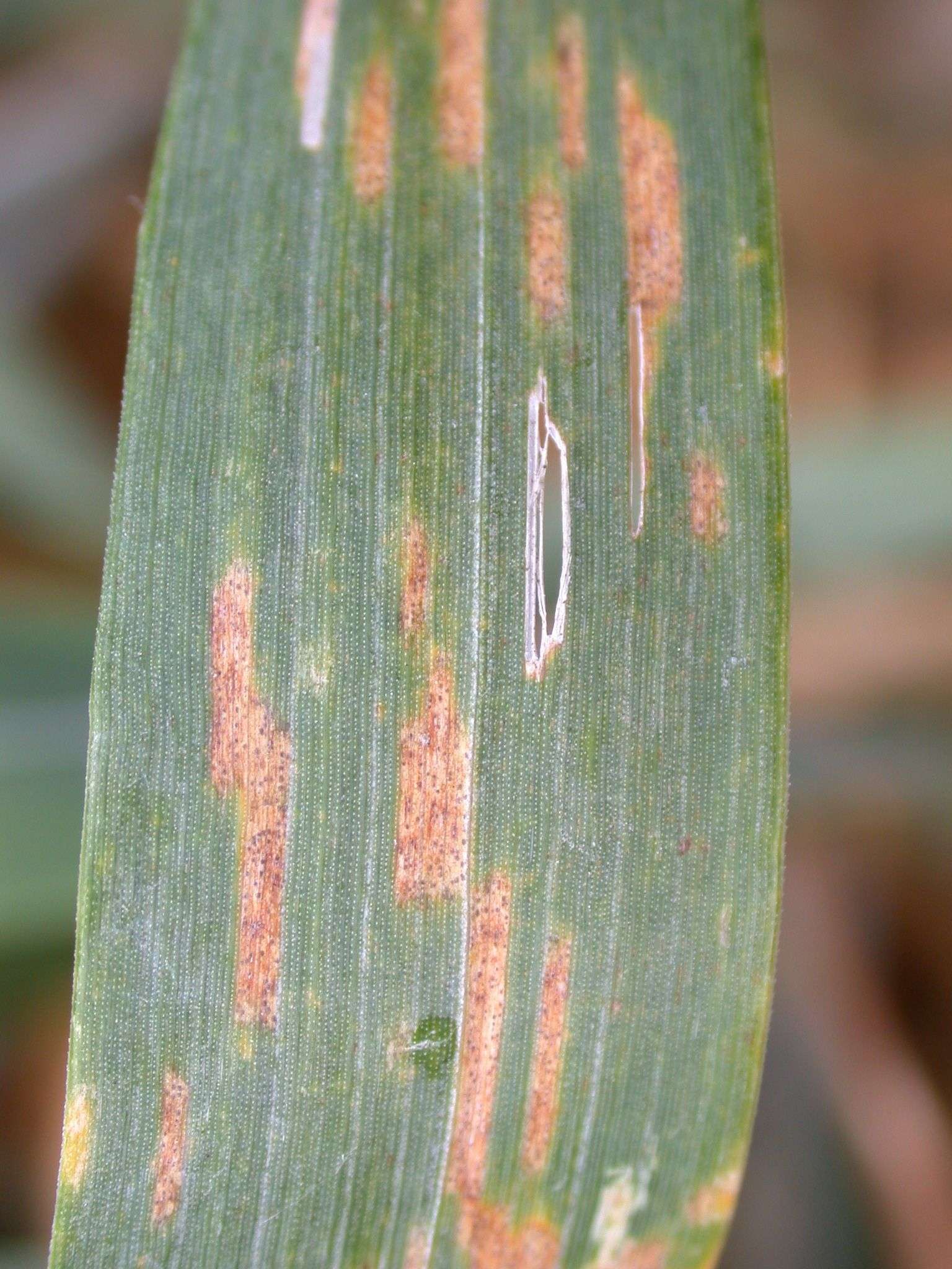 WW-S.tritici 5.jpg © Landwirtschaftskammer Oberösterreich/Köppl WW-S.tritici 5.jpg © Landwirtschaftskammer Oberösterreich/Köppl