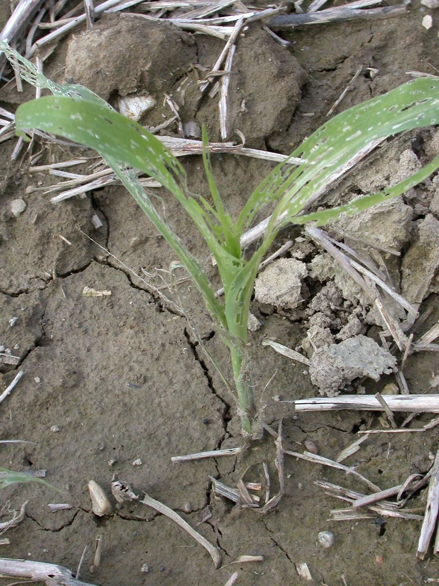 Mais-Schnecken4.jpg © Landwirtschaftskammer Oberösterreich/Köppl Mais-Schnecken4.jpg © Landwirtschaftskammer Oberösterreich/Köppl