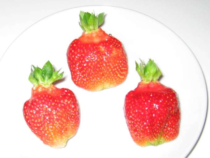 großfruechtige_Erdbeeren.jpg © Strebl / Landwirtschaftskammer Oberösterreich großfruechtige_Erdbeeren.jpg © Strebl / Landwirtschaftskammer Oberösterreich