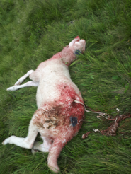 totes Schaf © Privat totes Schaf © Privat