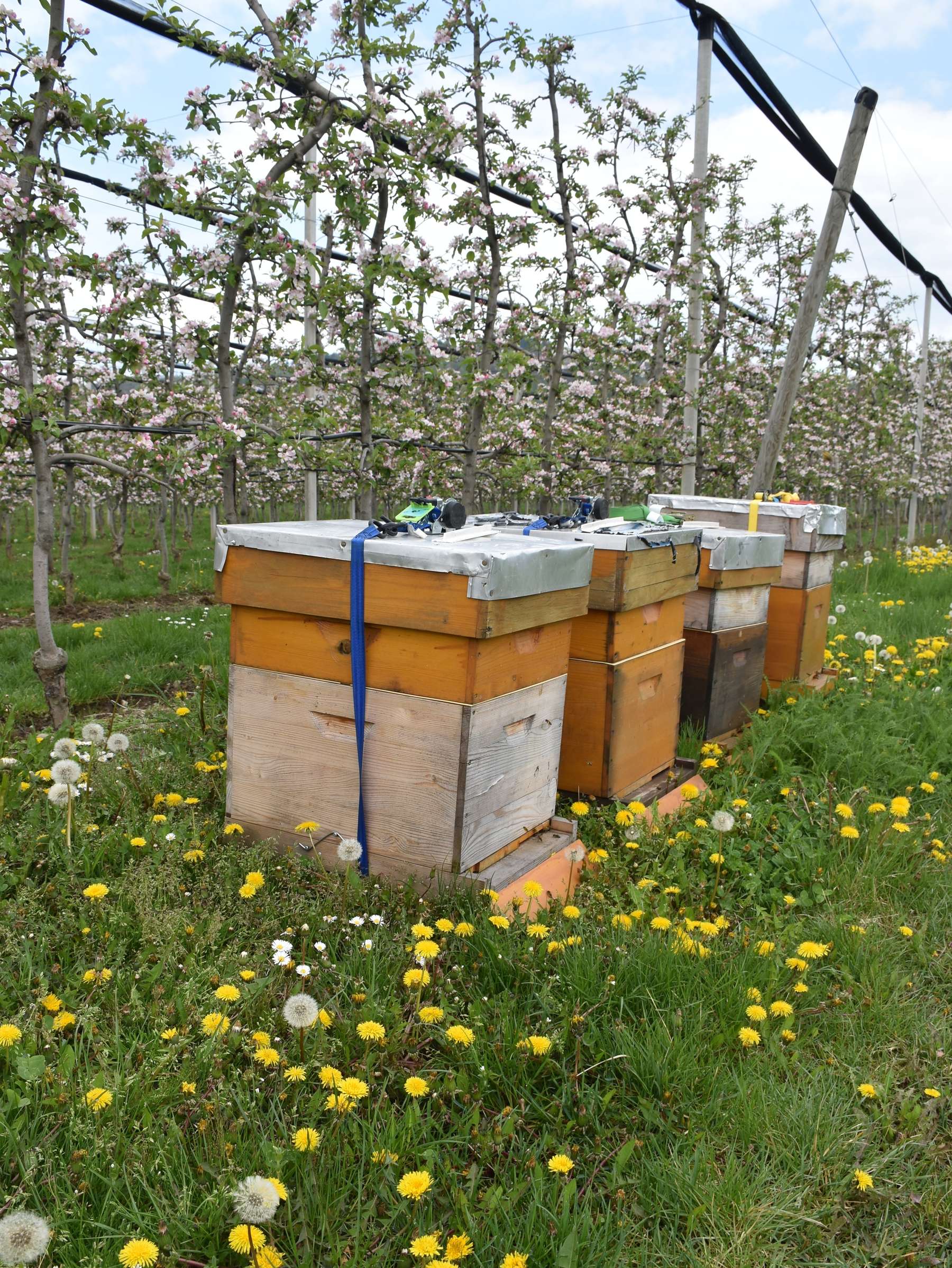 Bestäubungsvölker in einer Apfelplantage, (c) Bienenzentrum OÖ.jpg