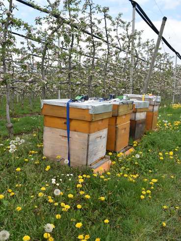 Bestäubungsvölker in einer Apfelplantage, (c) Bienenzentrum OÖ.jpg