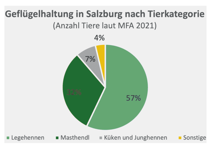 Klasse statt Masse heißt‘s bei Salzburgs Geflügelhaltern.png